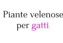 Piante velenose per gatti