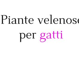 Piante velenose per gatti