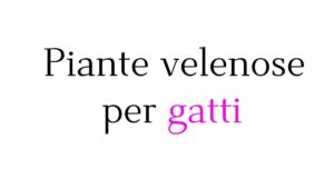Piante velenose per gatti