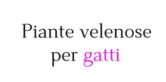 Piante velenose per gatti