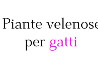 Piante velenose per gatti: quali evitare e quali scegliere per una casa pet-friendly Piante velenose per gatti