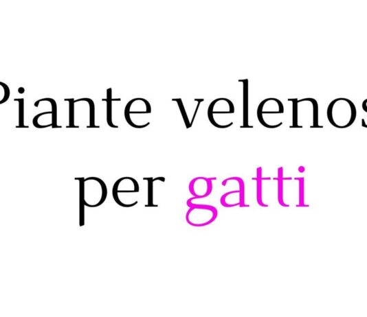 Piante velenose per gatti