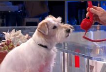 che razza è il cane Gennarino, cane Affari Tuoi