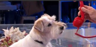 che razza è il cane Gennarino, cane Affari Tuoi