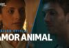 Amor Animal: trama, cast e uscita della nuova serie argentina su Prime Video
