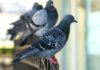Come allontanare definitivamente i piccioni dal balcone: soluzioni efficaci e legali