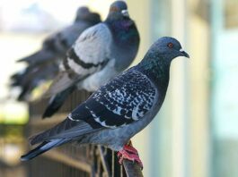 Come allontanare definitivamente i piccioni dal balcone: soluzioni efficaci e legali