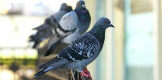 Come allontanare definitivamente i piccioni dal balcone: soluzioni efficaci e legali
