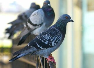 Come allontanare definitivamente i piccioni dal balcone: soluzioni efficaci e legali Come allontanare definitivamente i piccioni dal balcone: soluzioni efficaci e legali