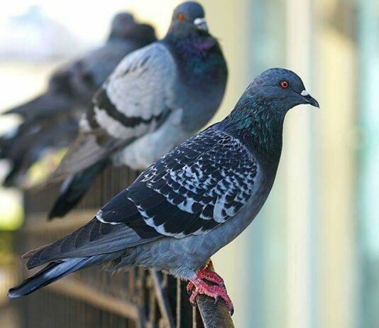 Come allontanare definitivamente i piccioni dal balcone: soluzioni efficaci e legali