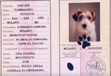 Chi è Tommasino, il nuovo cane di Affari Tuoi? Chi è Tommasino, il nuovo cane di Affari Tuoi?